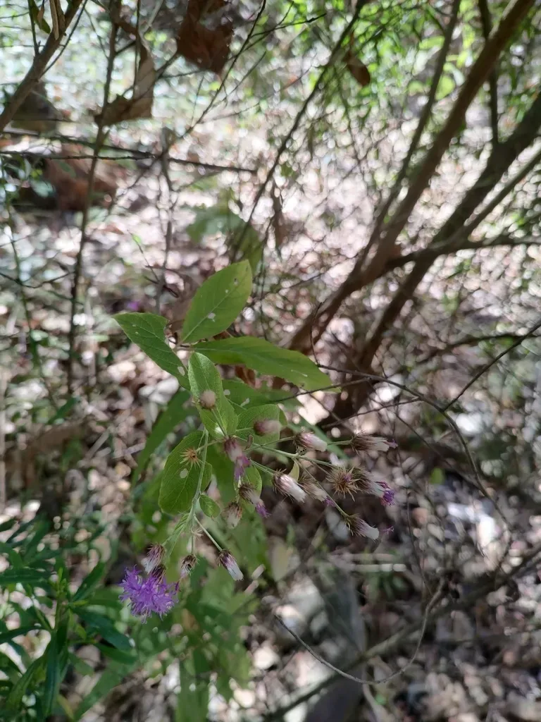 Vernonia Bealliae