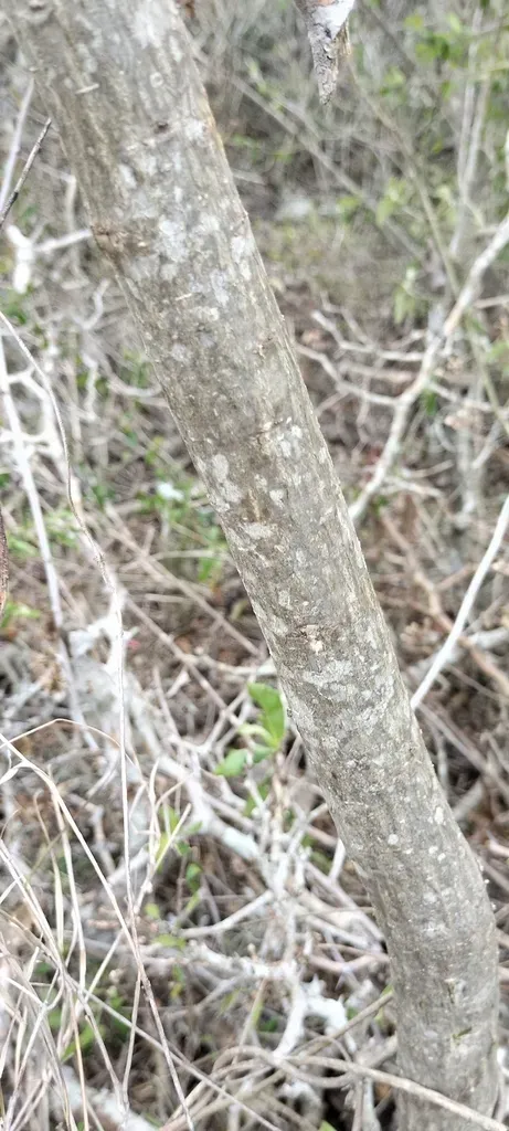 Erythrina Nigrorosea
