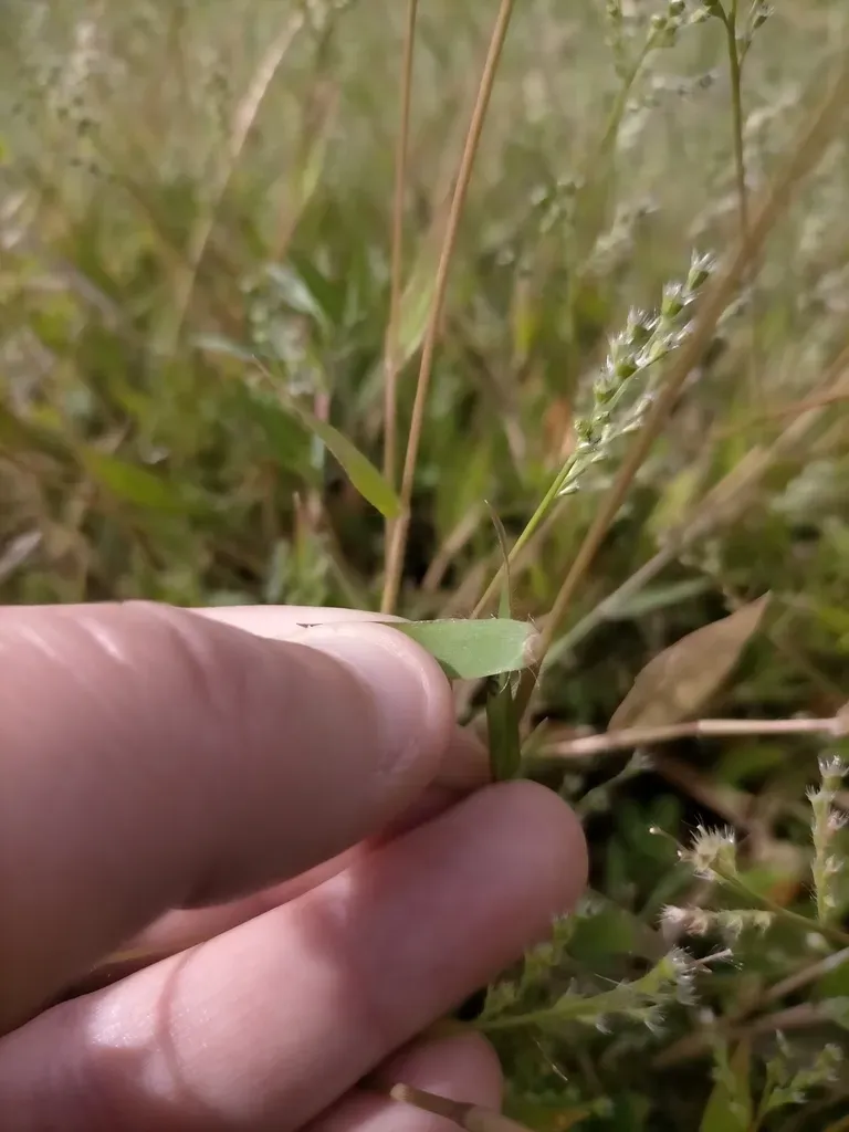 Brachiaria Subrostrata