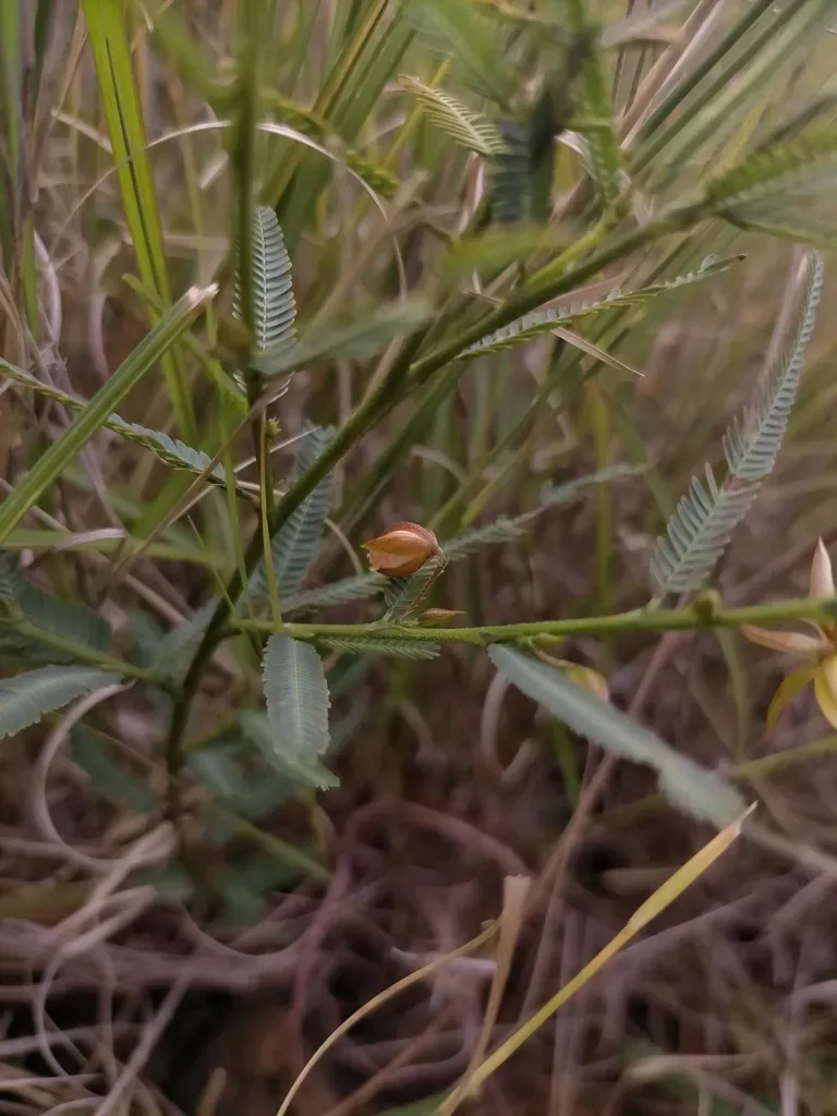 Chamaecrista Lateriticola