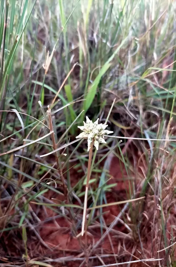 Cynanchum Junciforme