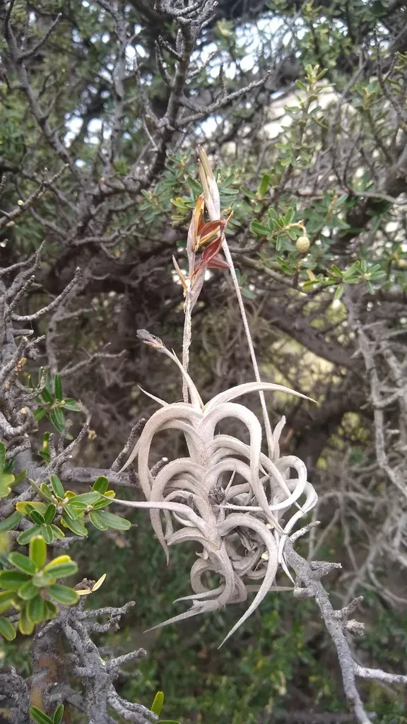 Tillandsia Gilliesii