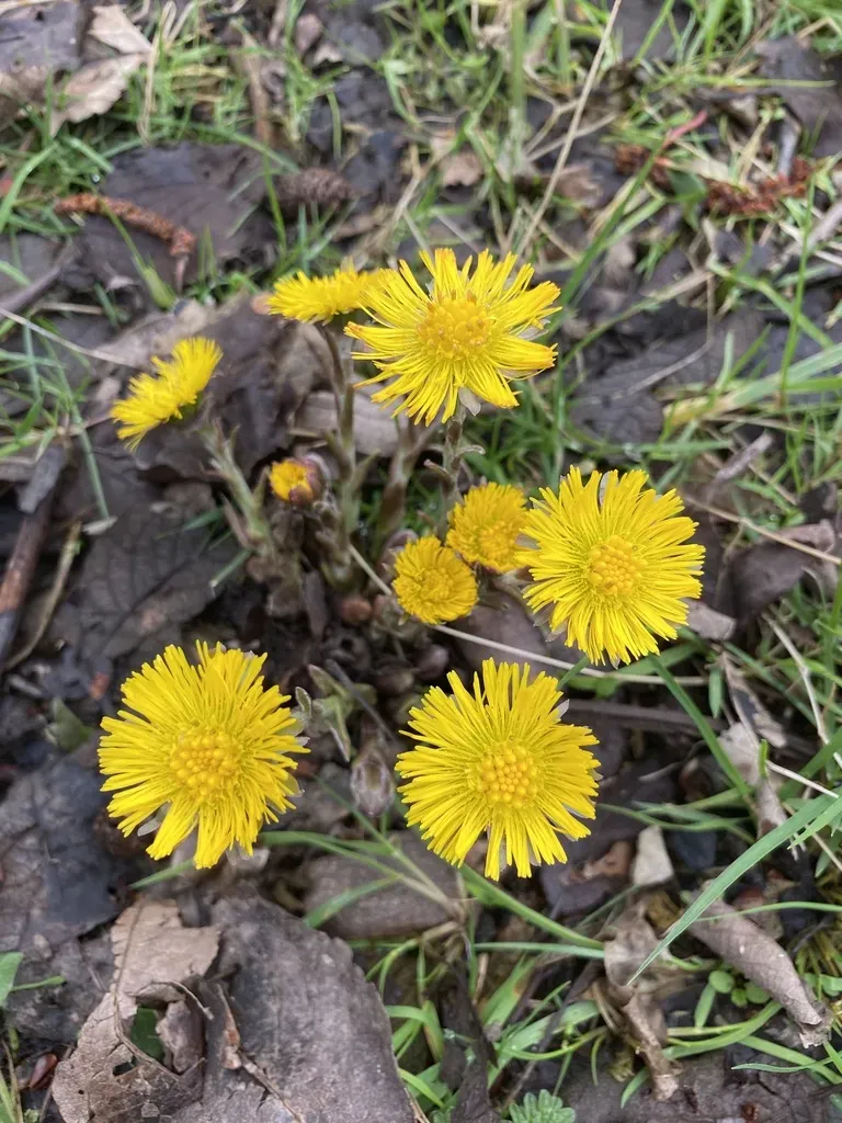 Coltsfoot