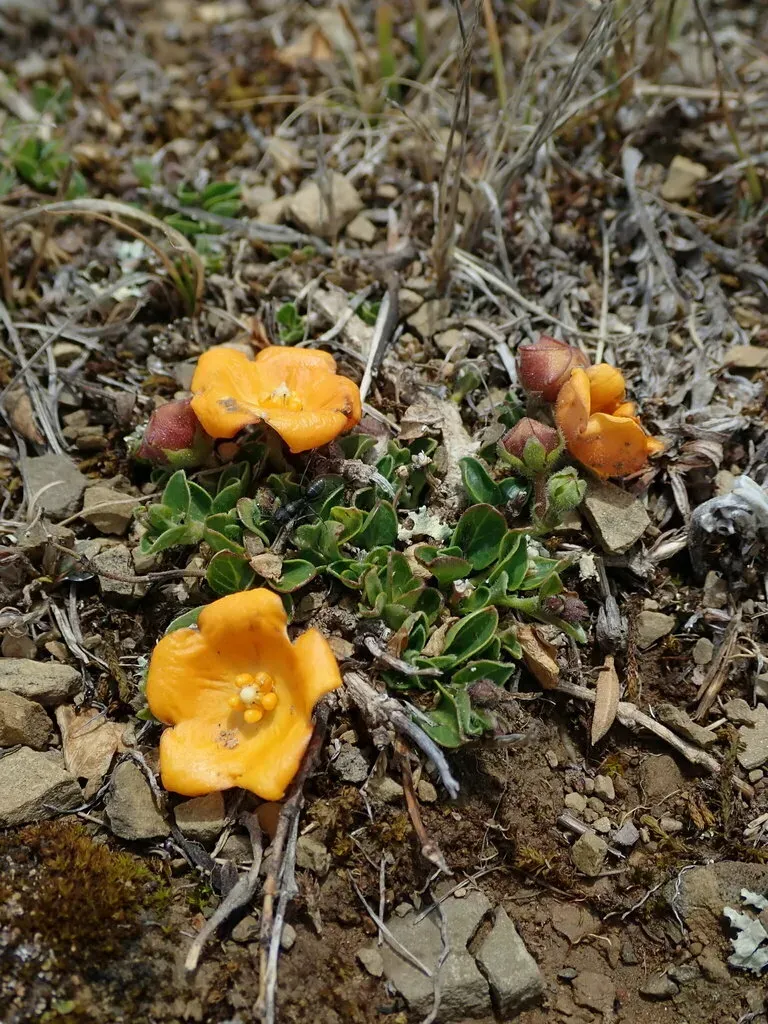 Philibertia Lysimachioides