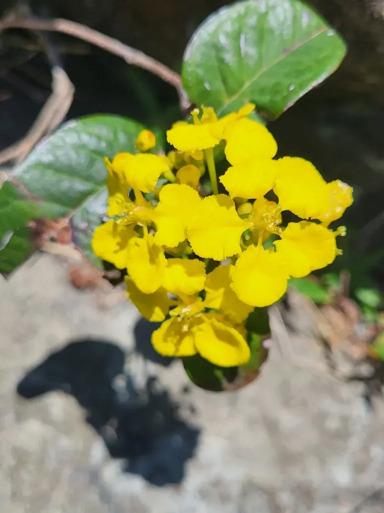 Stigmaphyllon Sagranum