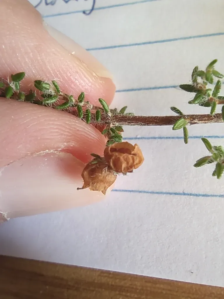 Erica Cubitans