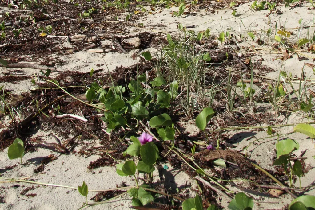 Beach Morning Glory