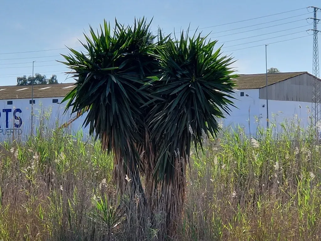 Giant Yucca