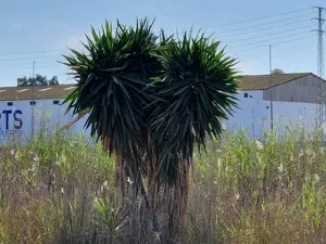 Giant Yucca