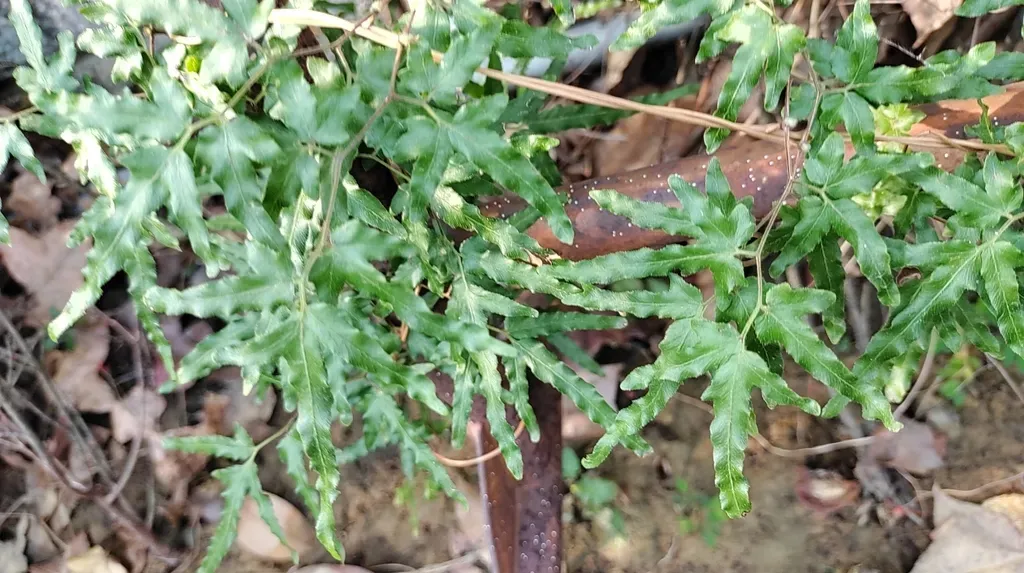 Japanese Climbing Fern
