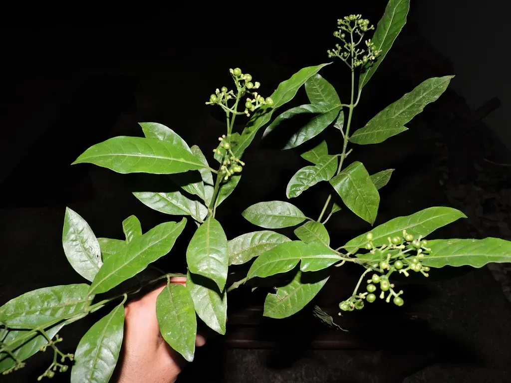Psychotria Nemorosa