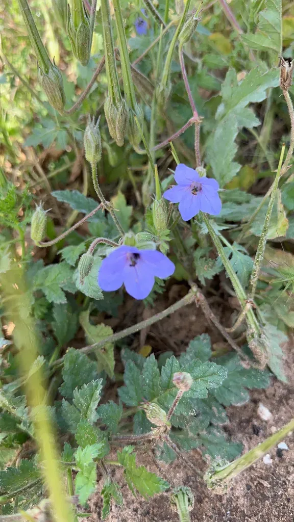Erodium Telavivense