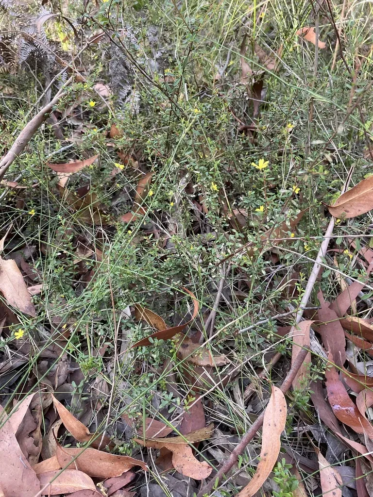 Tangled Guinea-flower