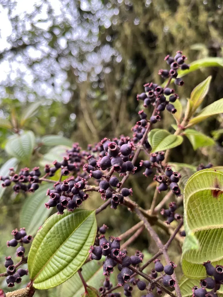 Miconia Stipularis