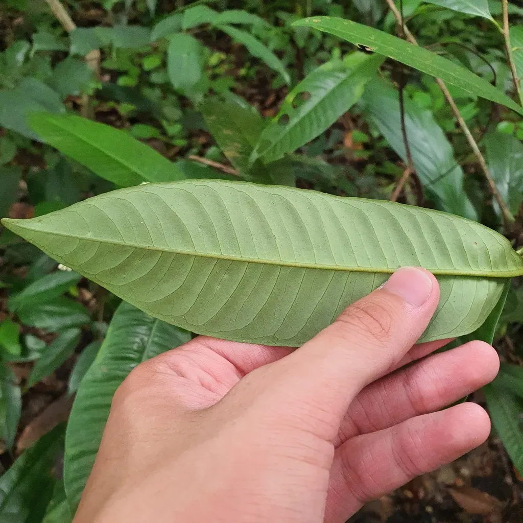 Ardisia Sanguinolenta