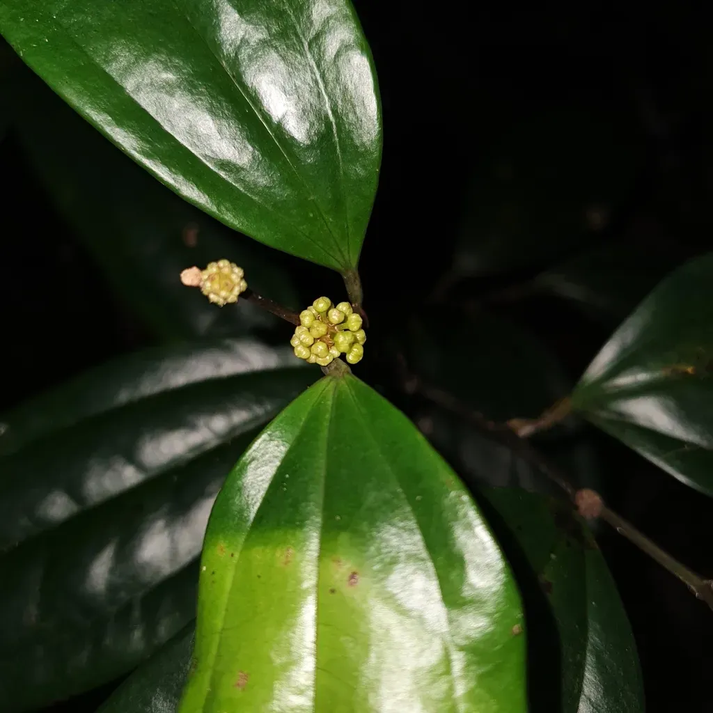 Smilax Calophylla