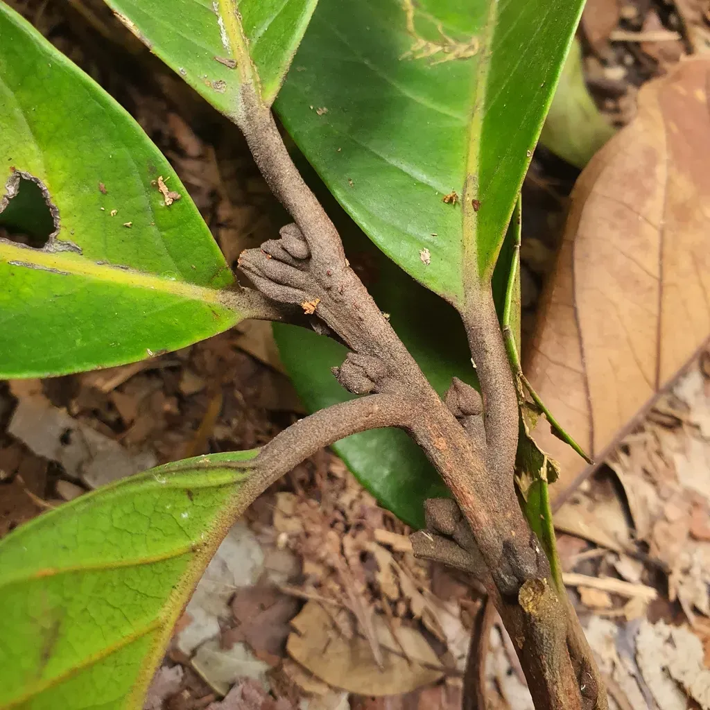 Beilschmiedia Madang