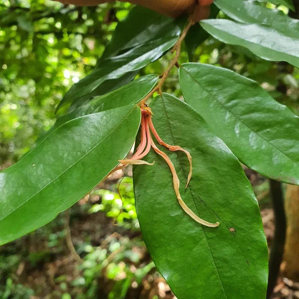 Polyalthia Angustissima