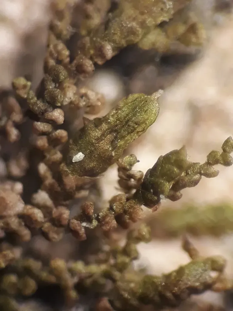 Frullania Probosciphora