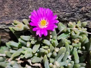 Delosperma Sawdahense