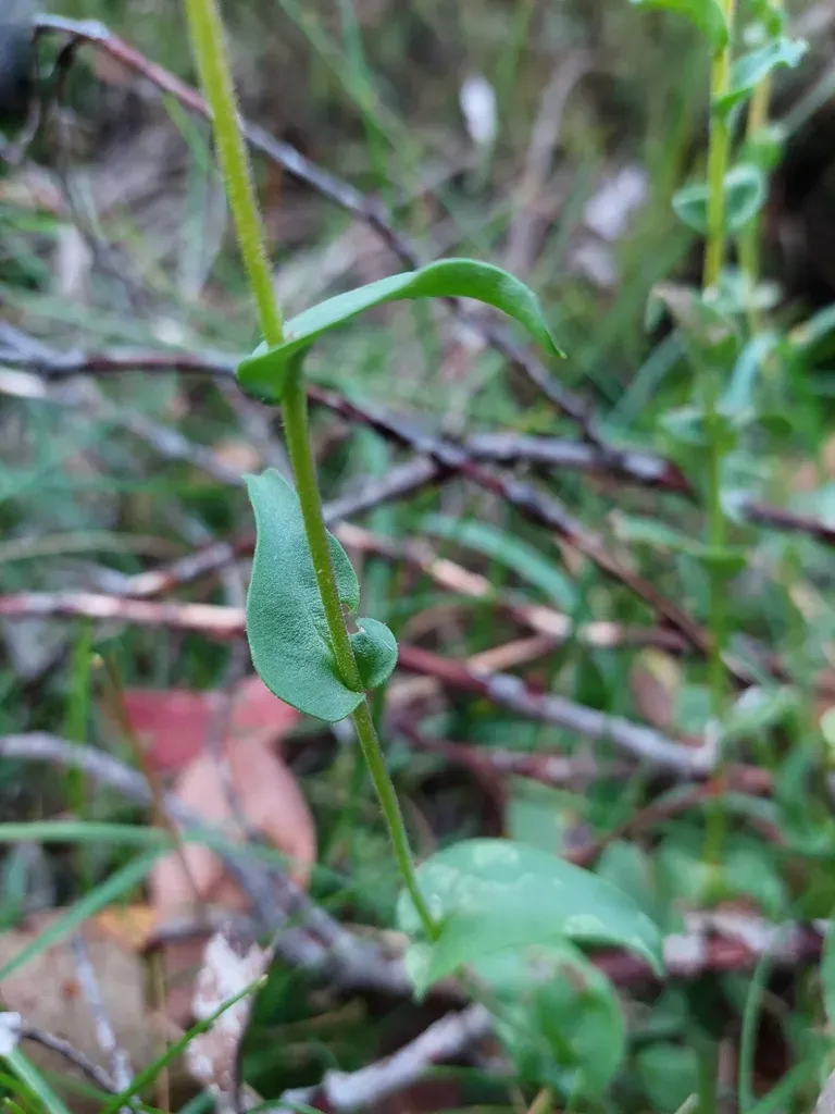 Craspedia Sylvestris