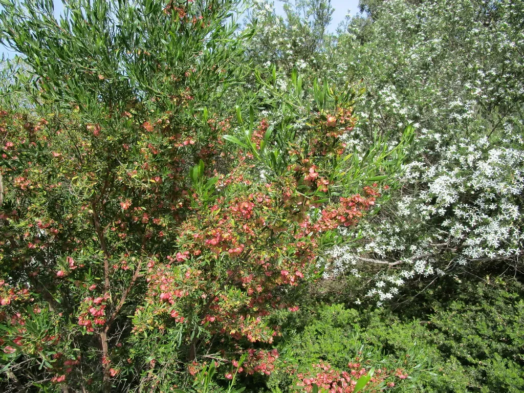 Dodonaea Hackettiana
