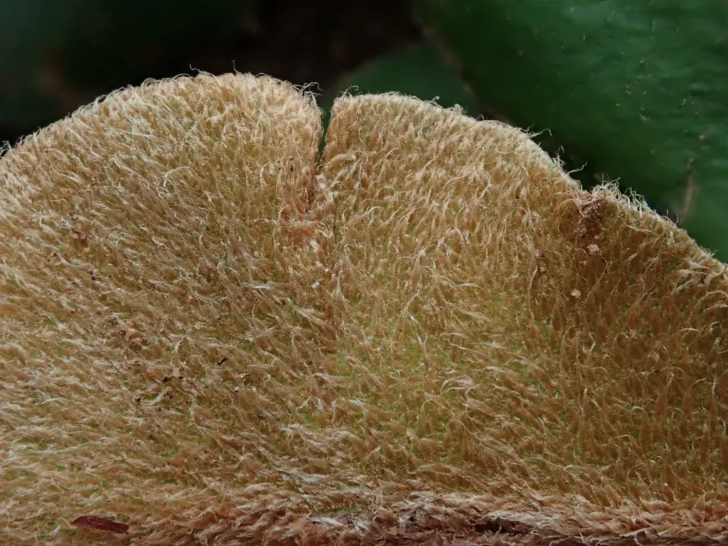 Trachypteris Pinnata