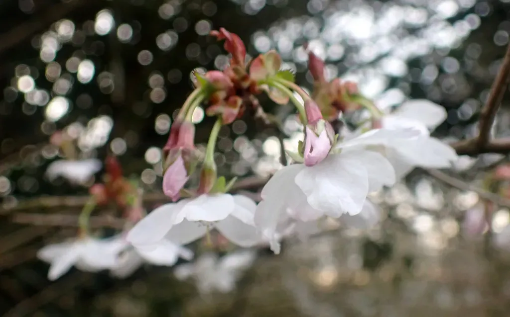 Japanese Alpine Cherry