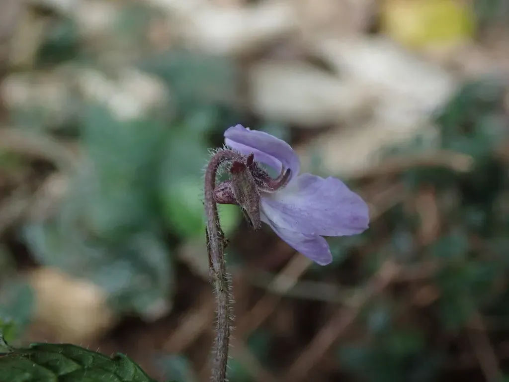 Viola Pilosa