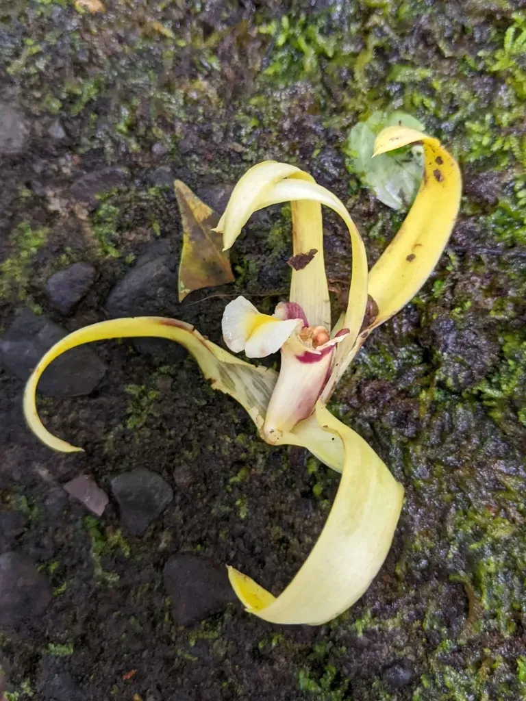 Maxillaria Endresii