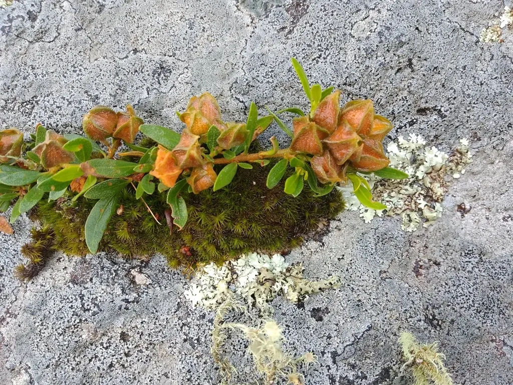 Croton Montevidensis