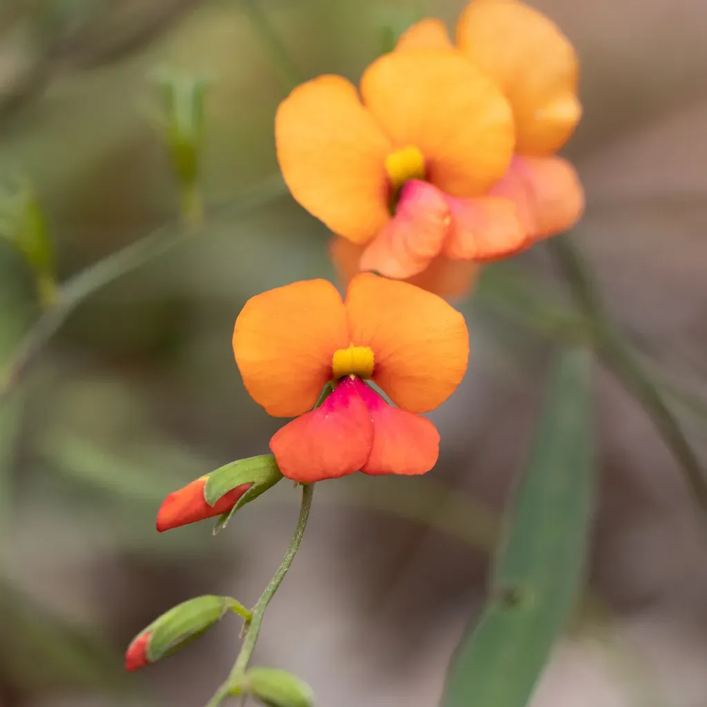 Chorizema Diversifolium