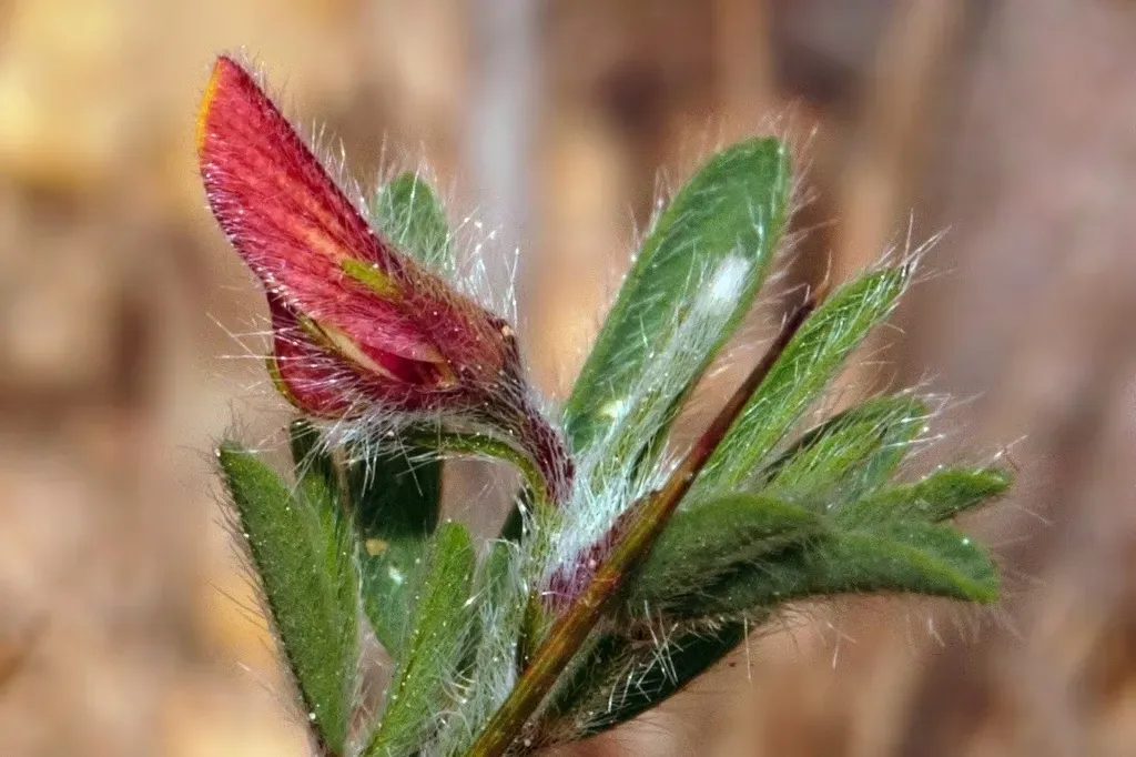 Crotalaria Alexandri