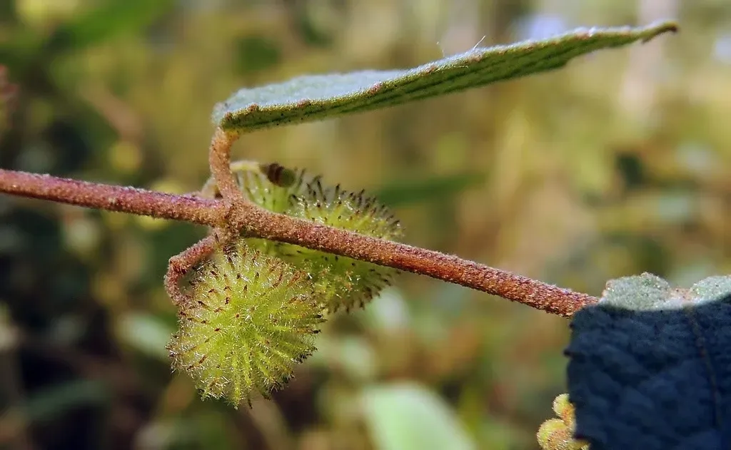 Triumfetta Dekindtiana