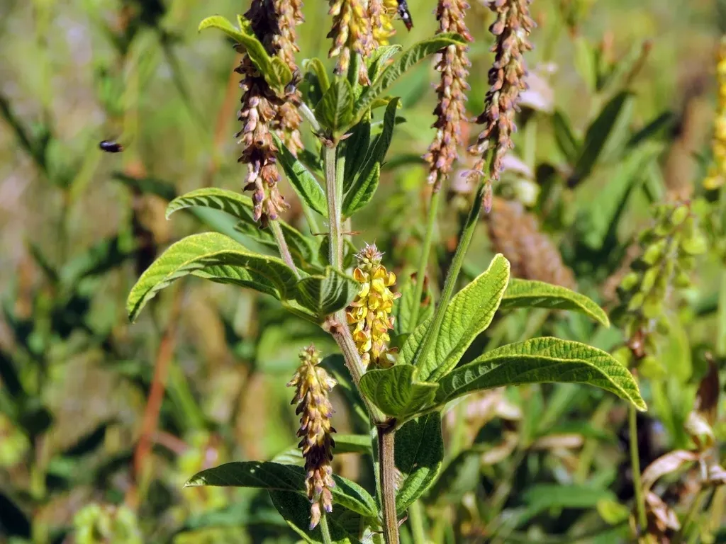 Eriosema Nutans