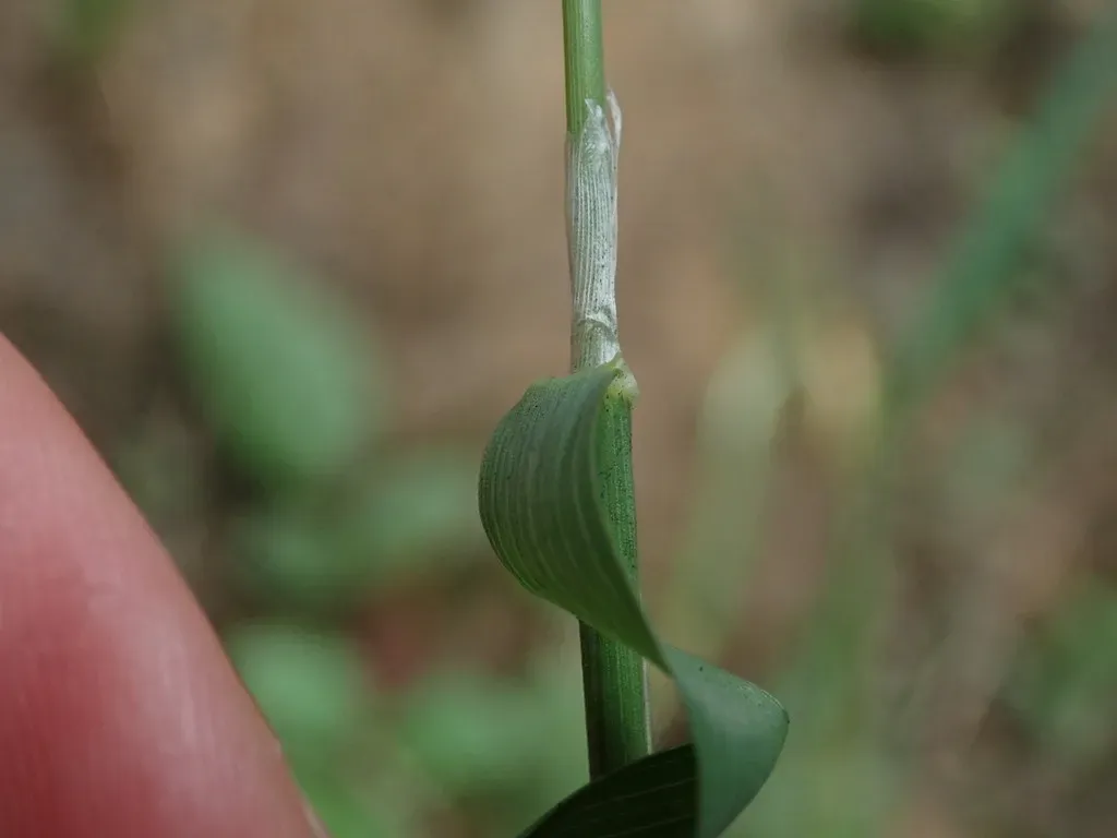 Asian Minor Rabbit’s-foot Grass