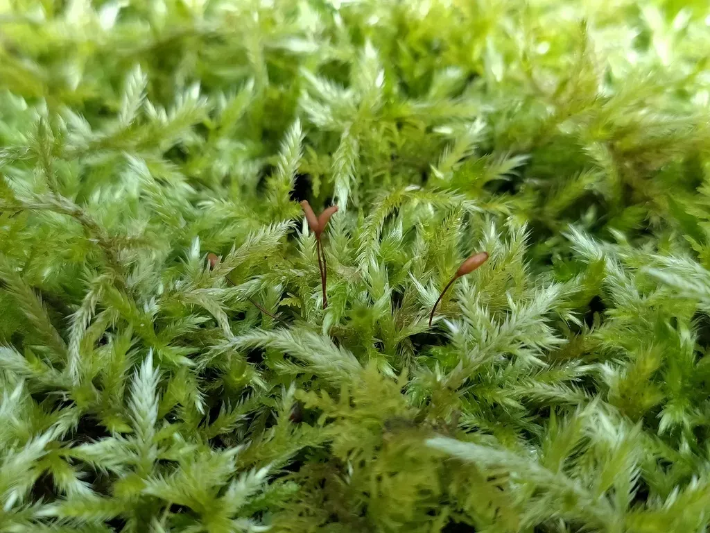 Streaky Feather-moss