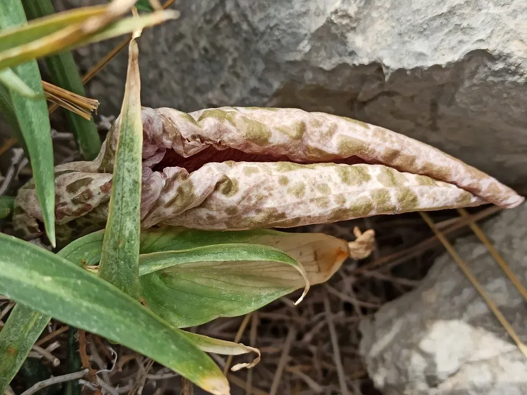 Dead-horse Arum