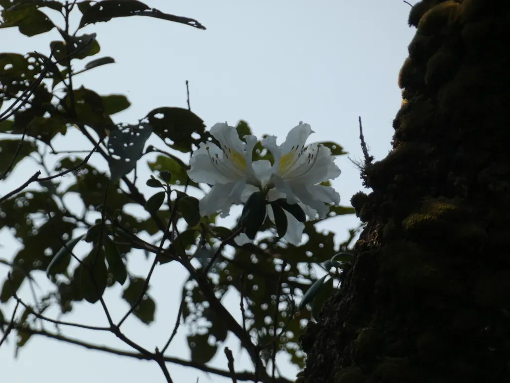Rhododendron Veitchianum