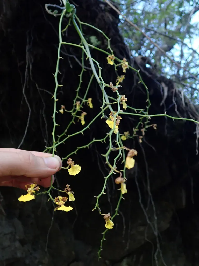 Vitekorchis Vasquezii