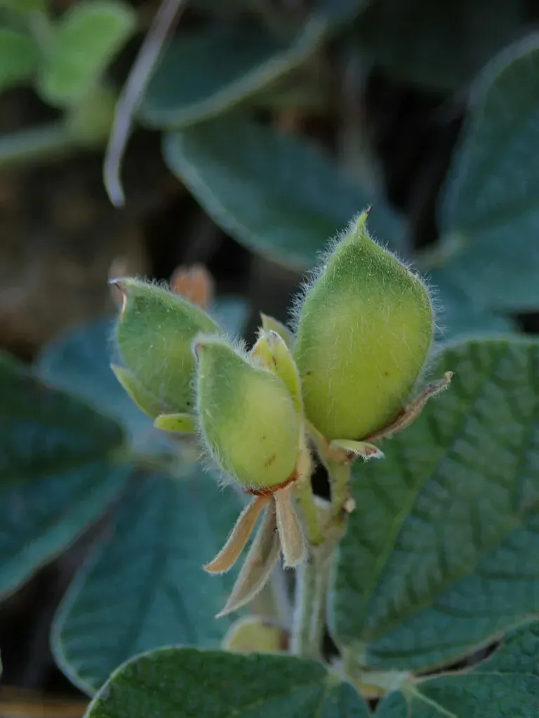 Rhynchosia Corylifolia