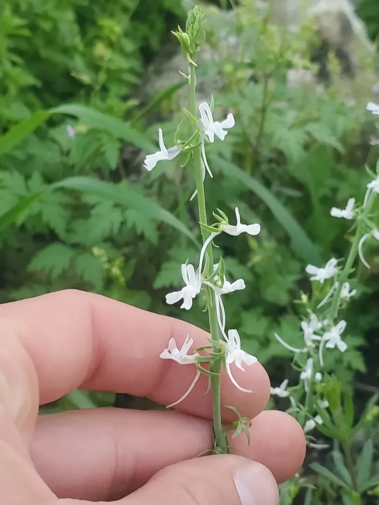White Toadflax