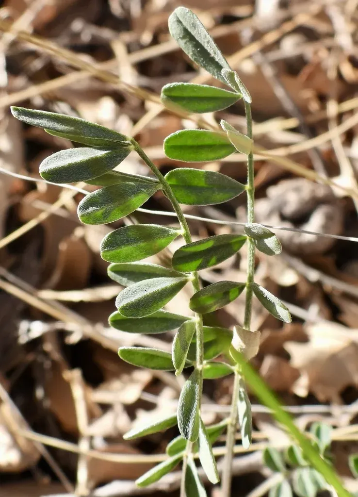 Guadalupe Milkvetch