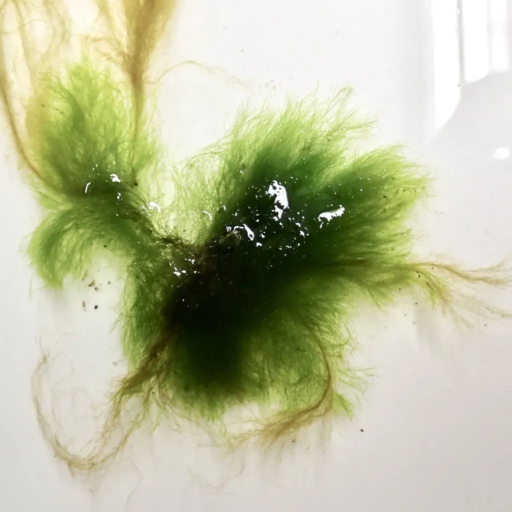 Cladophora Globulina