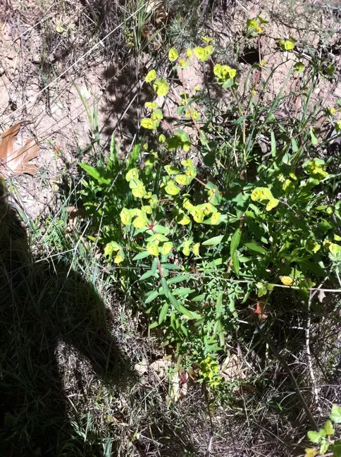 Geraldton Carnation Weed