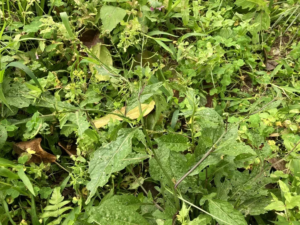 Diverse-leaf Yellowcress