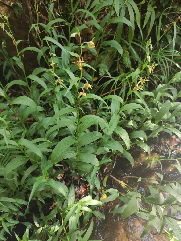 Yellow Epipactis