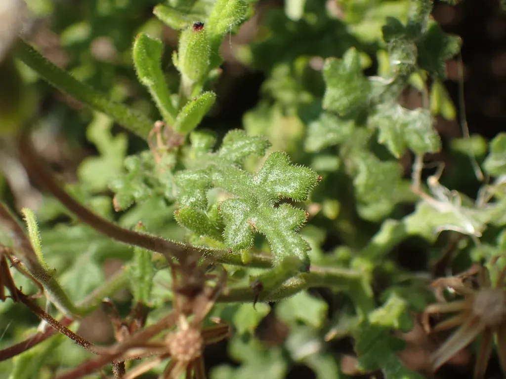 Senecio Subrubriflorus