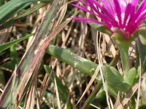 Cooper's Hardy Ice Plant