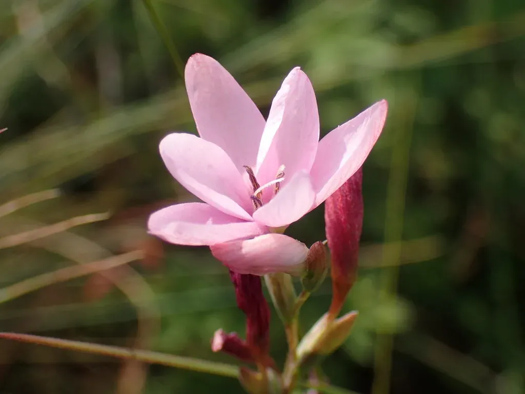 Grassveld Eveninglily